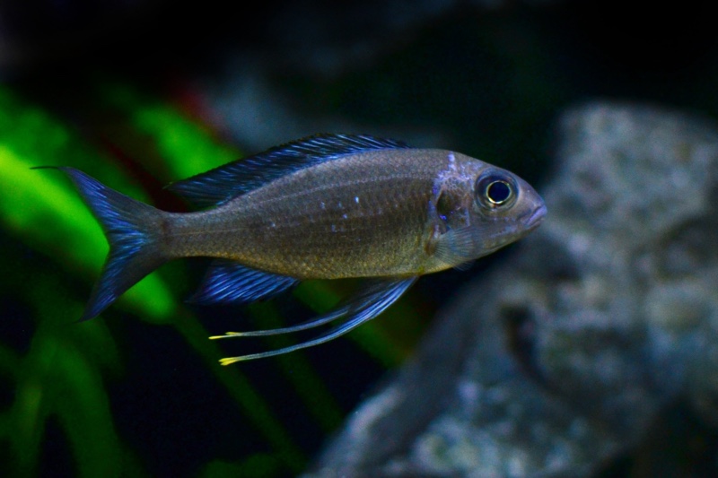 Ophthalmotilapia sp. 'paranasuta' Nyanza-Lac